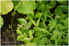 Cayratia trifolia